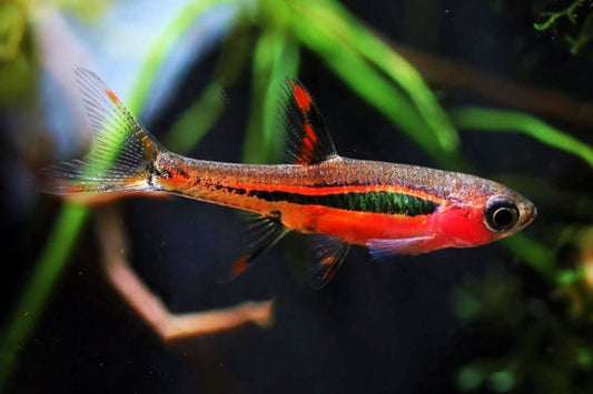What nano fish can live with shrimp?