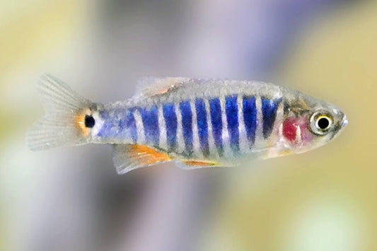  Nano fish types.
