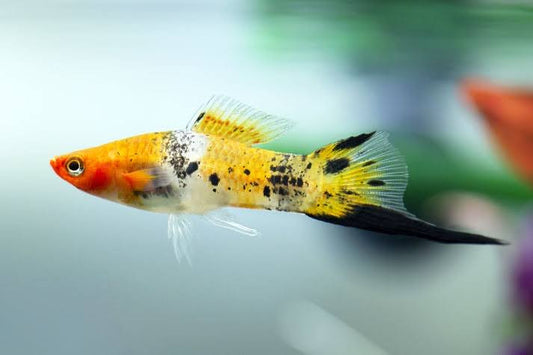Swordtail care.