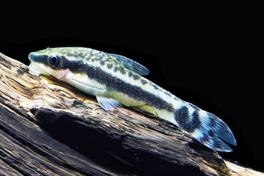 What nano fish eat algae?