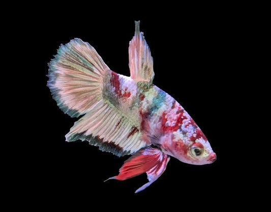 What is a plakat betta?
