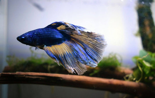 How Long Do Nano Fish Live? A Look at the Lifespan of These Mini Marvels
