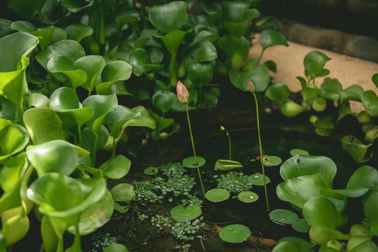 Floating aquarium plants.