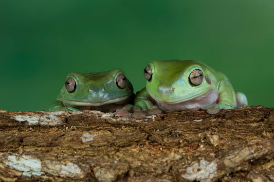How do African dwarf frogs mate?