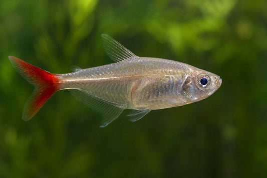 Bloodfin tetra size.