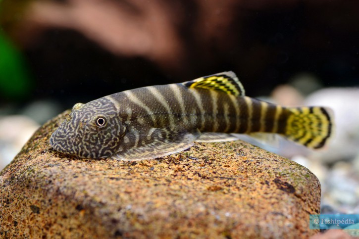 Loaches