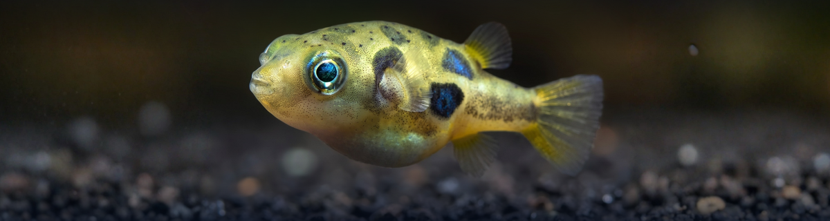 Other Nano Fish