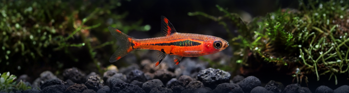 Healthy and colorful nano fish.