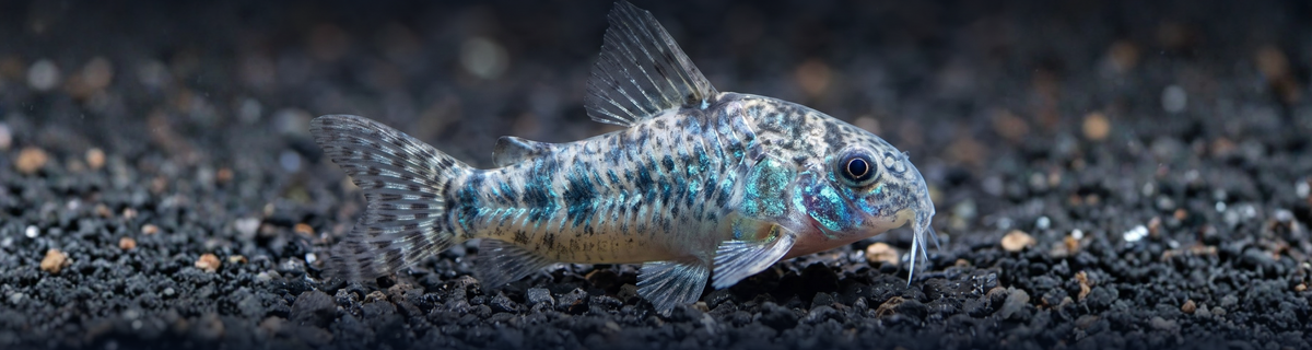 Corydoras