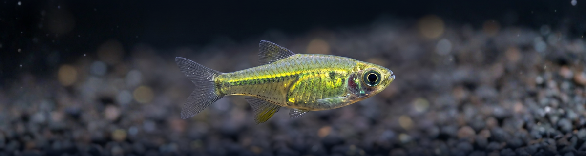 Tetras