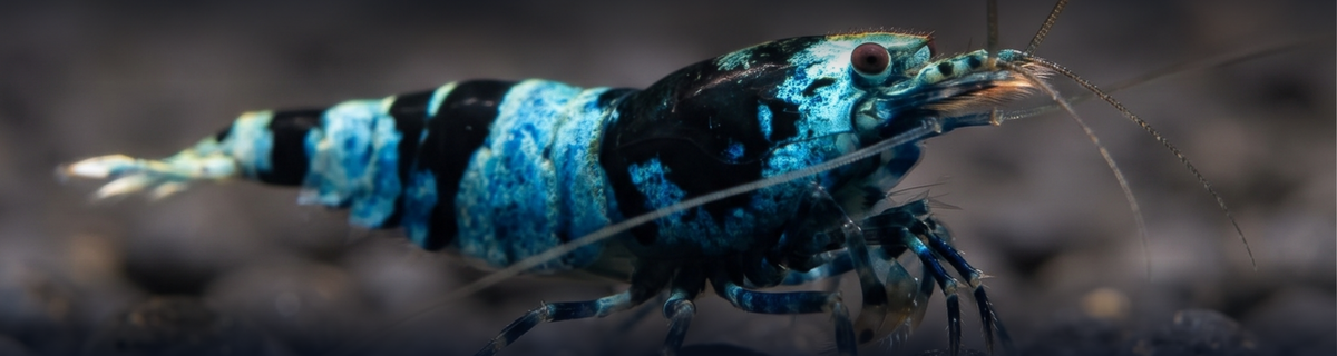 Colorful freshwater shrimp.