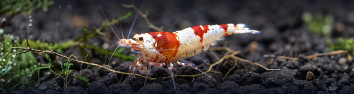 Caridina shrimp for sale.
