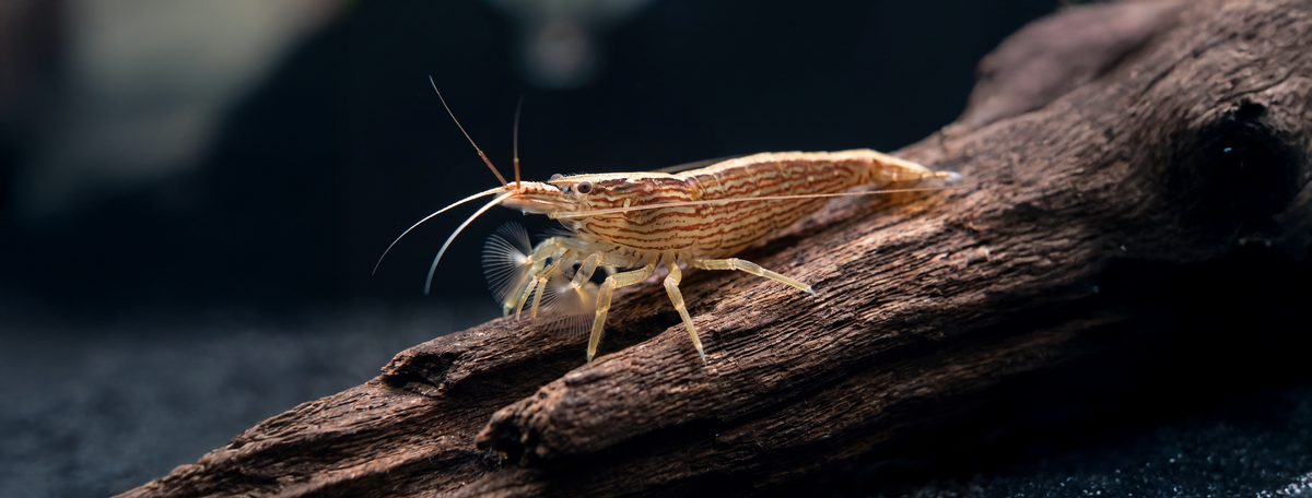 Colorful neocaridina shrimp.