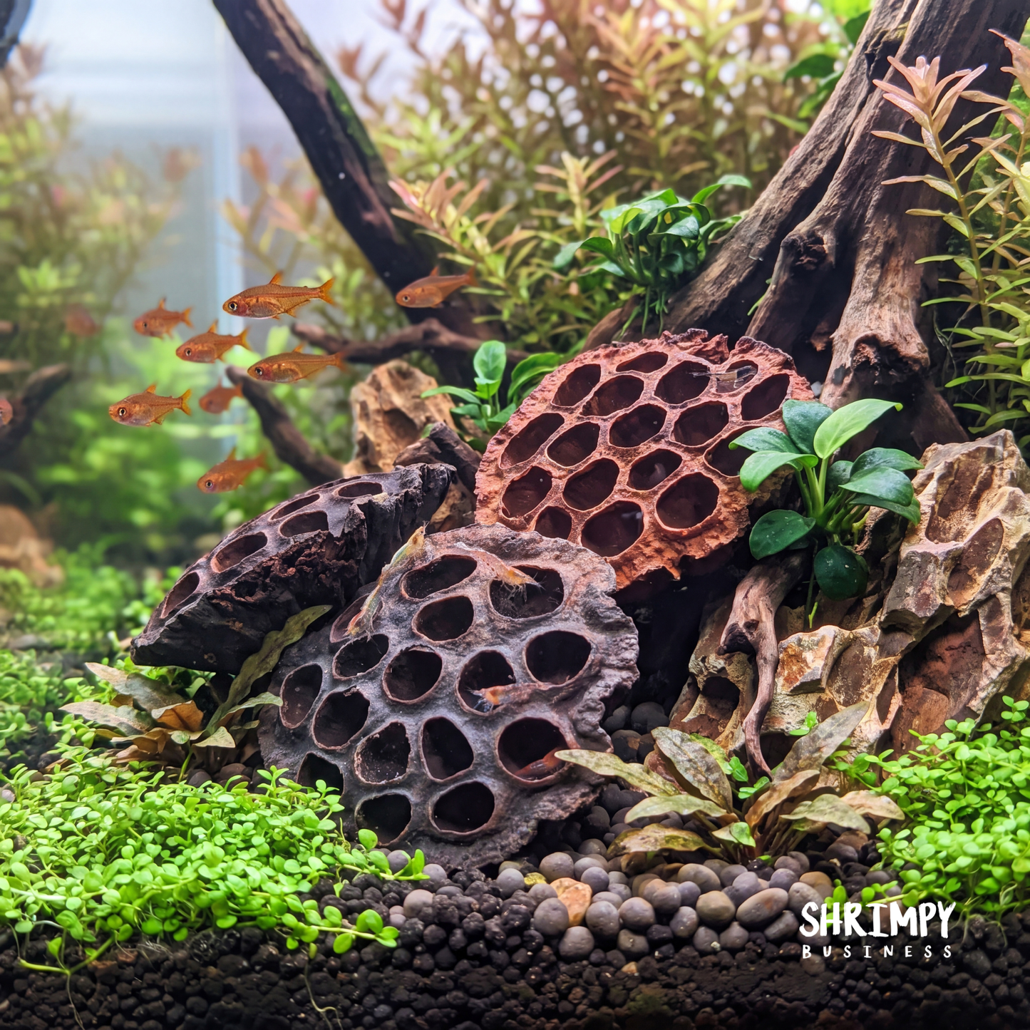 Large Lotus Pod