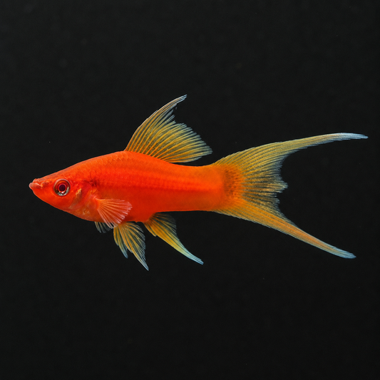 Red Lyretail Swordtail