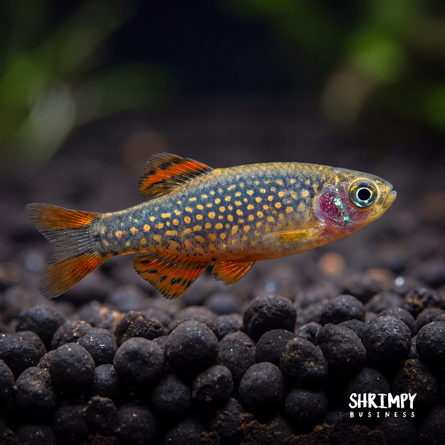 Celestial Pearl Danio / Galaxy Rasbora (Tank-Bred)
