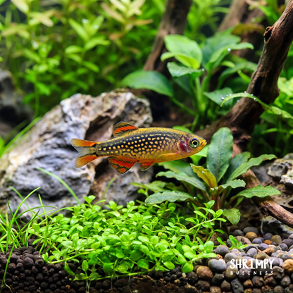 Celestial Pearl Danio / Galaxy Rasbora (Tank-Bred)