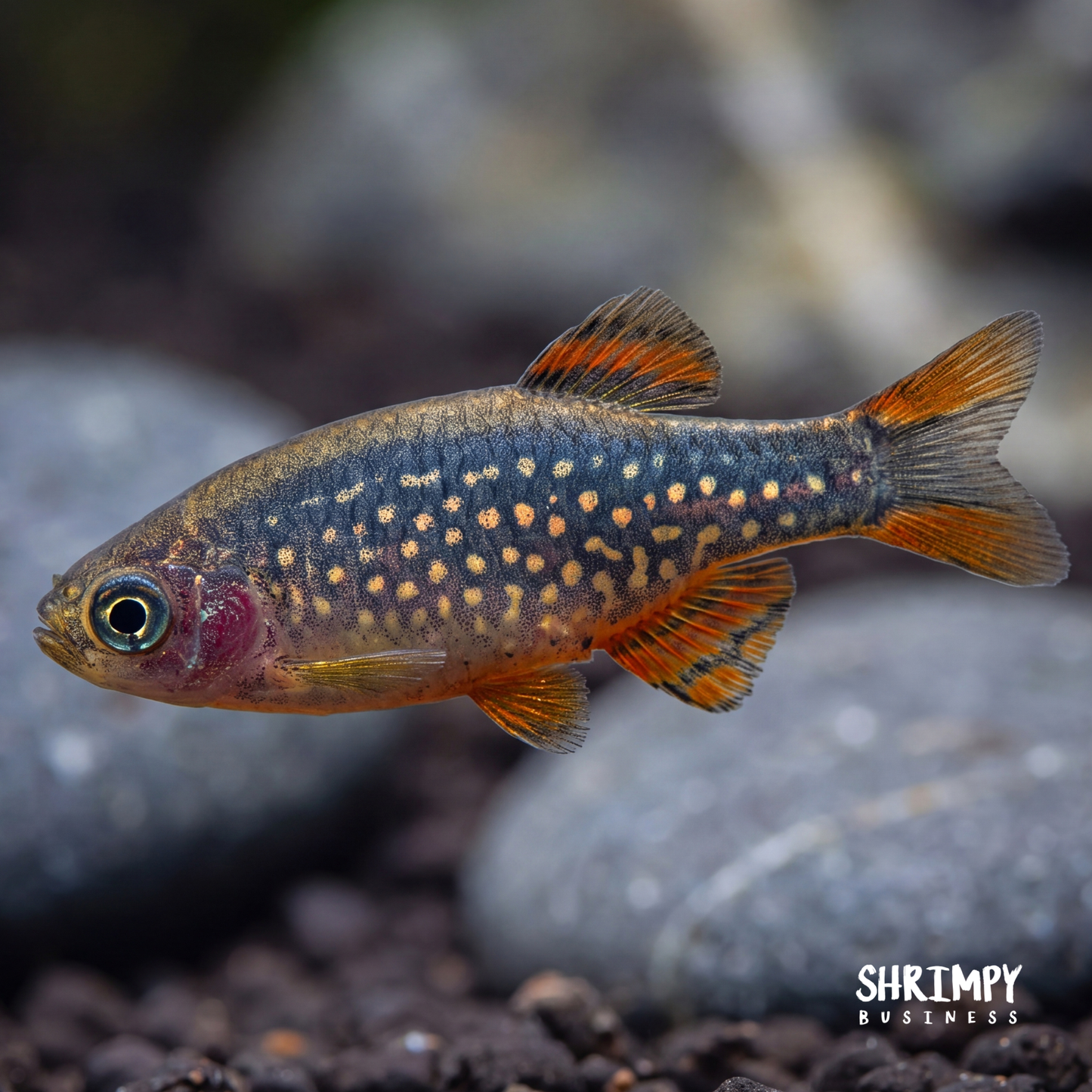 Celestial Pearl Danio / Galaxy Rasbora (Tank-Bred)