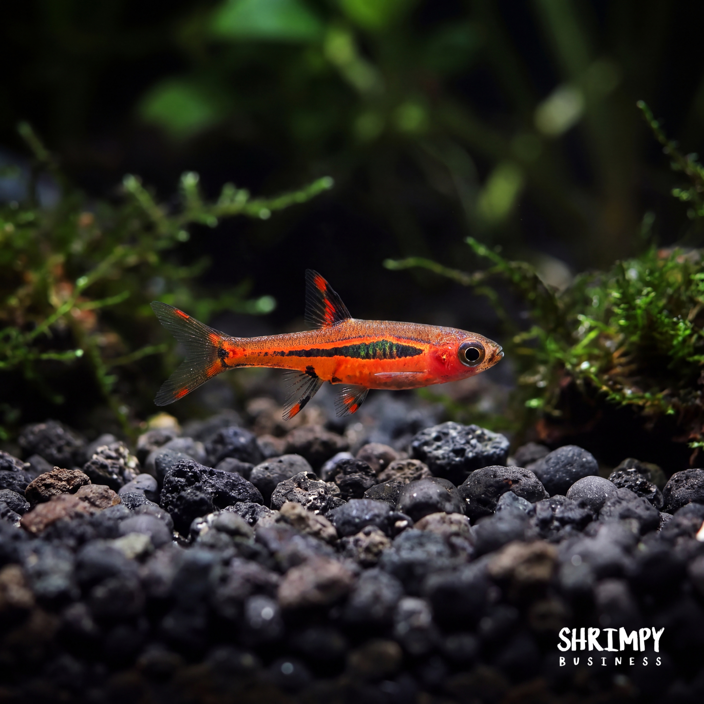 Chili Rasbora