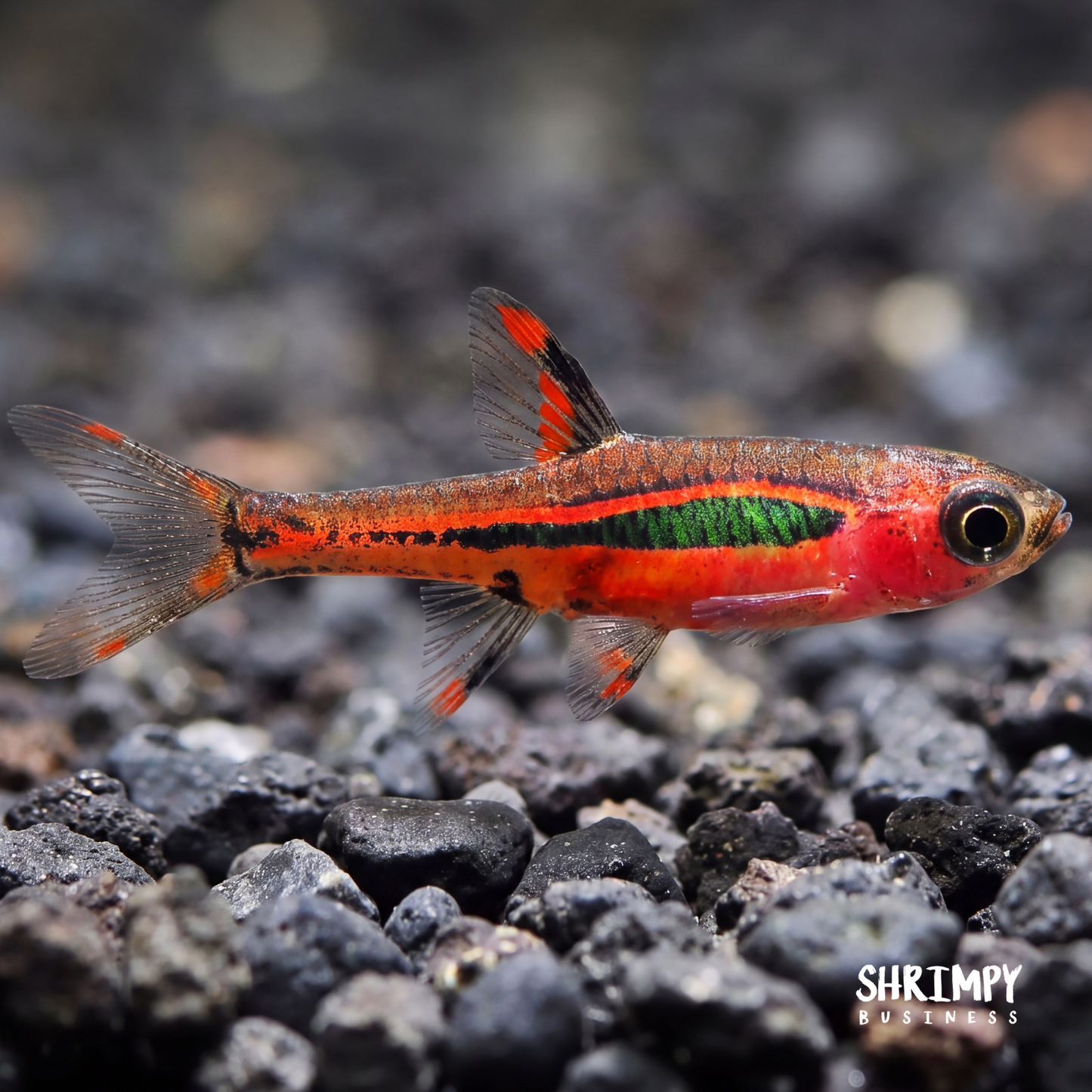 Chili Rasbora