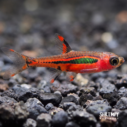 Chili Rasbora