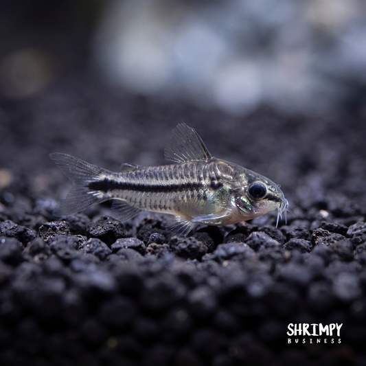Pygmy Corydoras (Tank-Bred)