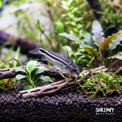 Pygmy Corydoras (Tank-Bred)