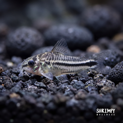 Pygmy Corydoras (Tank-Bred)