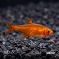 Ember Tetra (Tank-Bred)