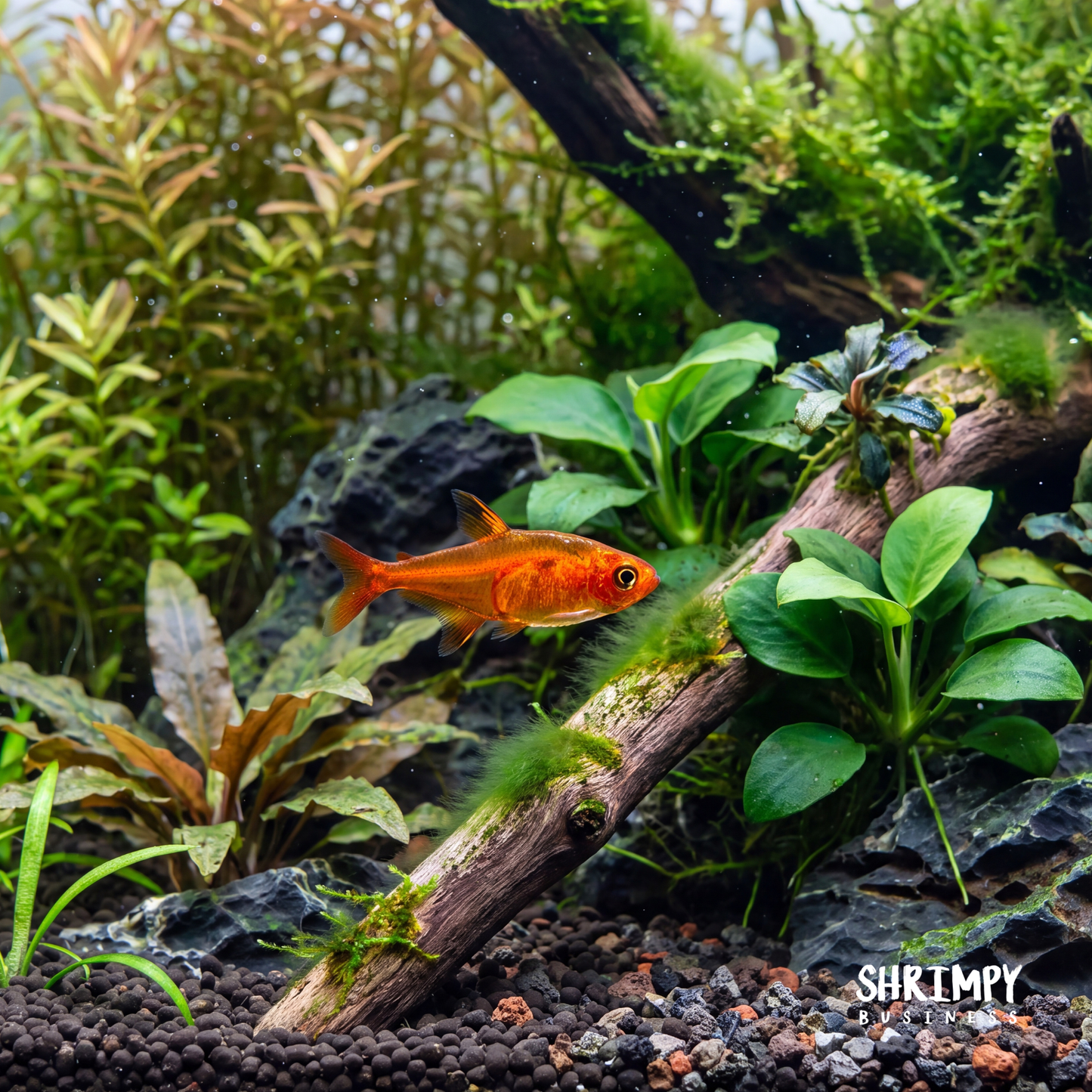 Ember Tetra (Tank-Bred)