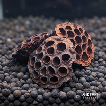 Large Lotus Pod