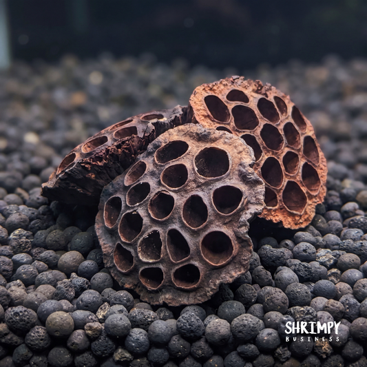 Large Lotus Pod