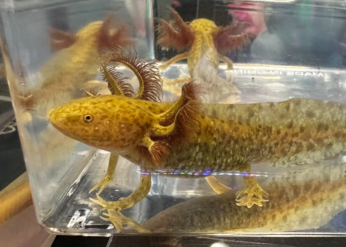Copper Axolotl