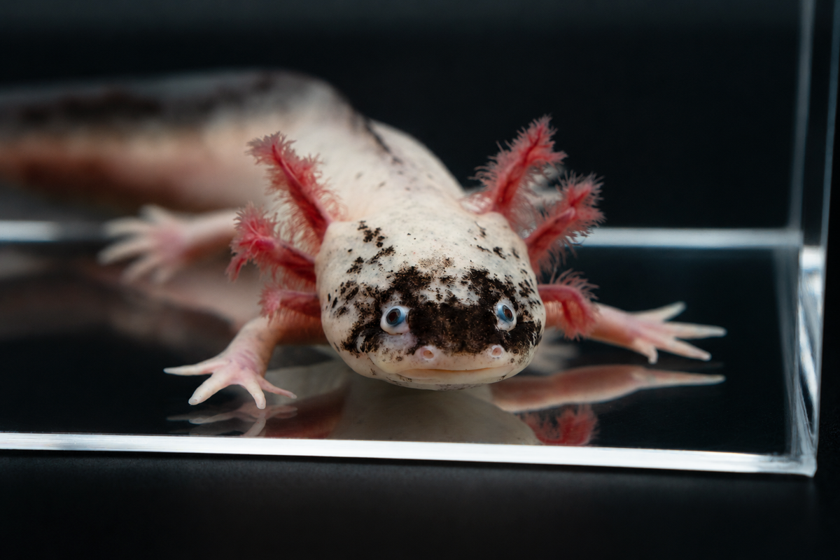 Dirty Leucistic Axolotl "Dirty Lucy"