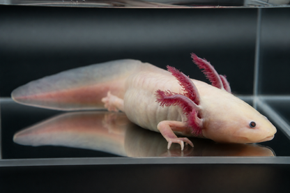 Leucistic Axolotl (Classic Pink)