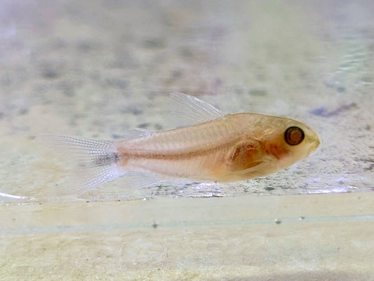 Albino Pygmy Corydoras (Tank-Bred)