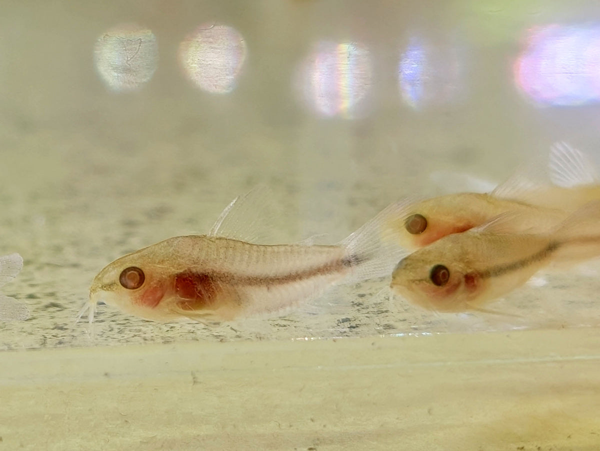 Pygmi Fish Albino Pygmy Corydoras | Nano FIsh | Shrimpy Business