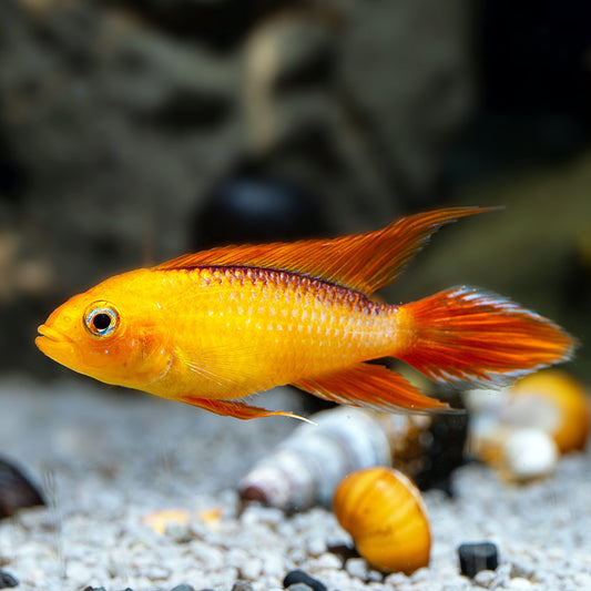 Fire RED Dwarf Cichlid (Apistogramma agassizii) - Tank Bred