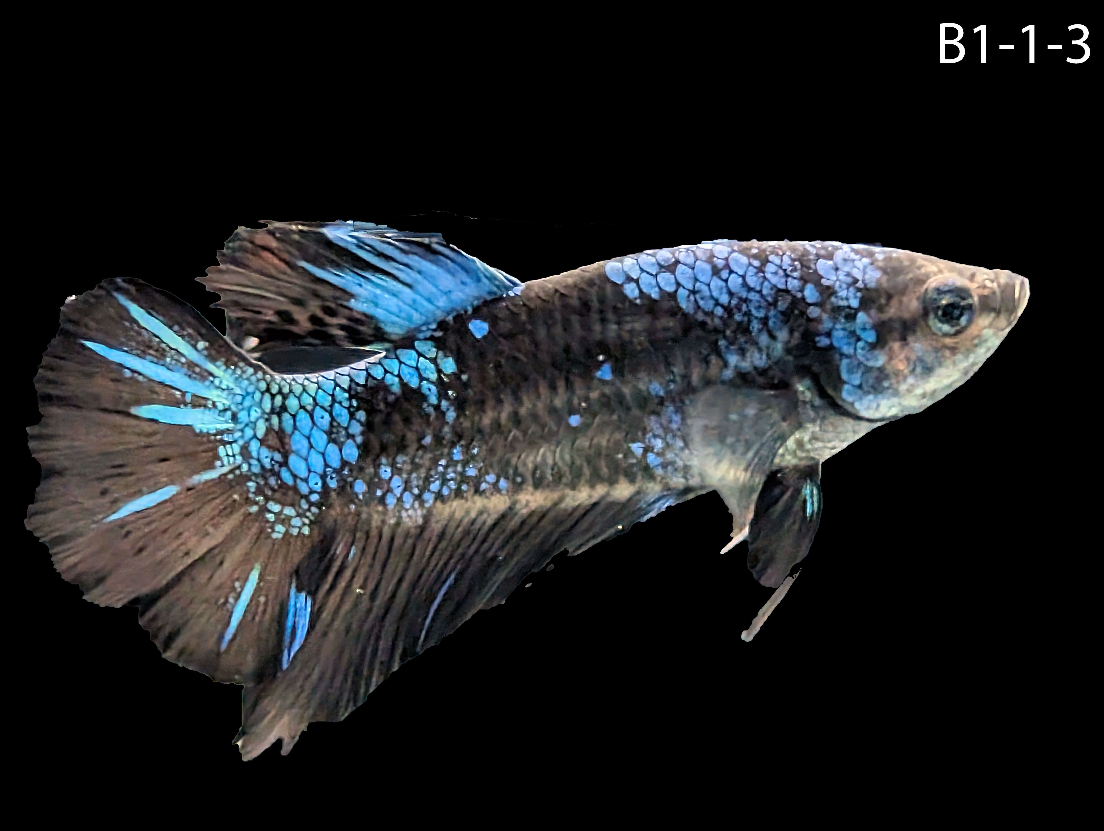 Avatar Nebula Halfmoon Plakat Betta (WYSIWYG)