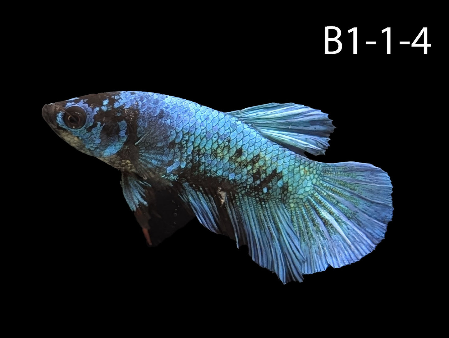 Avatar Nebula Halfmoon Plakat Betta (WYSIWYG)