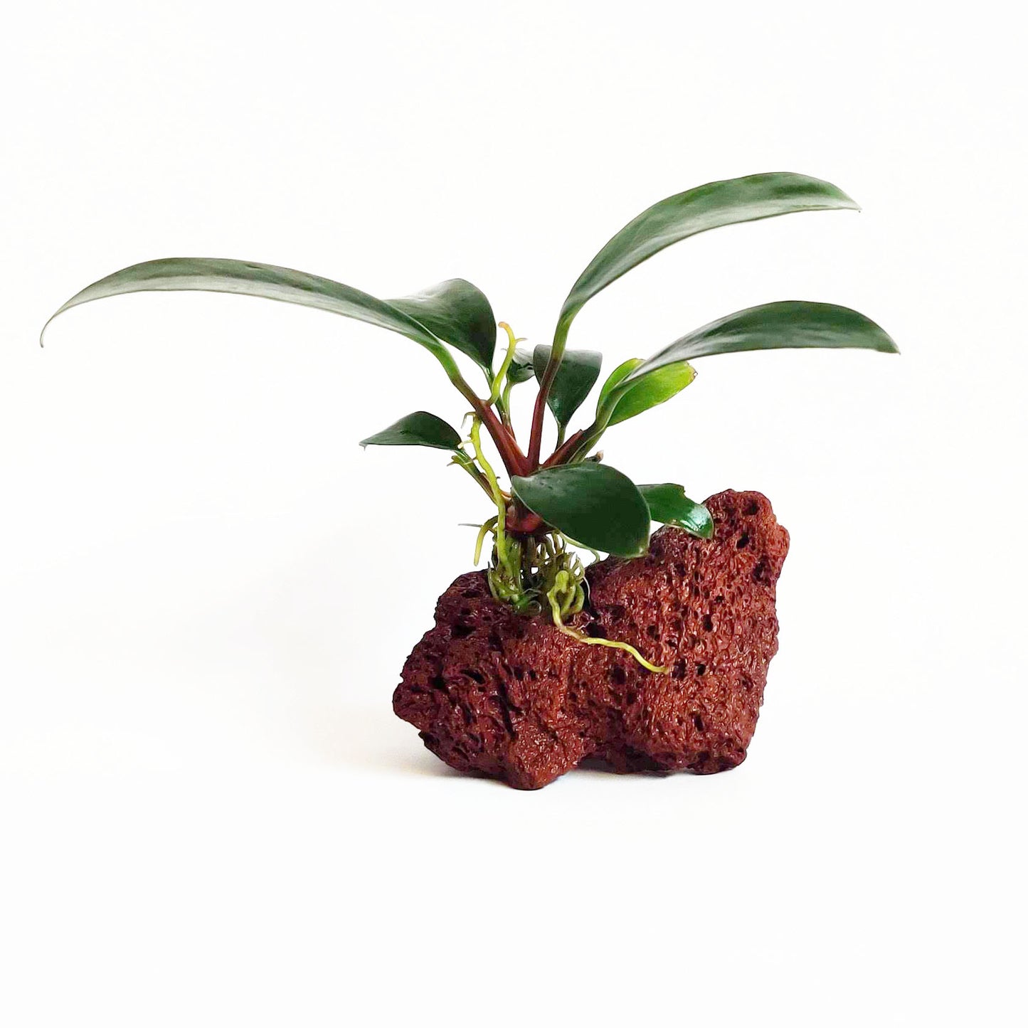 Shrimp Sanctuary Plant Bundle