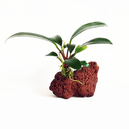 Shrimp Sanctuary Plant Bundle
