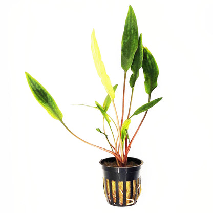 Shrimp Sanctuary Plant Bundle