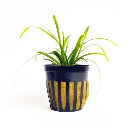 Shrimp Sanctuary Plant Bundle