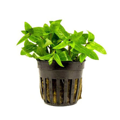 Shrimp Sanctuary Plant Bundle