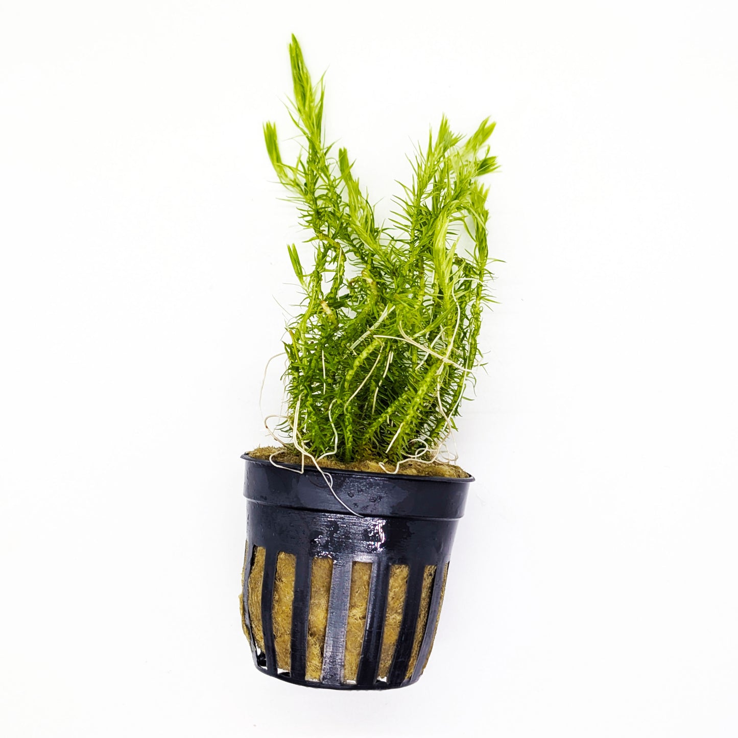 Crimson Current Plant Bundle