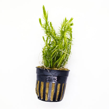 Crimson Current Plant Bundle