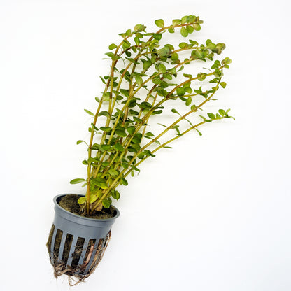 Crimson Current Plant Bundle