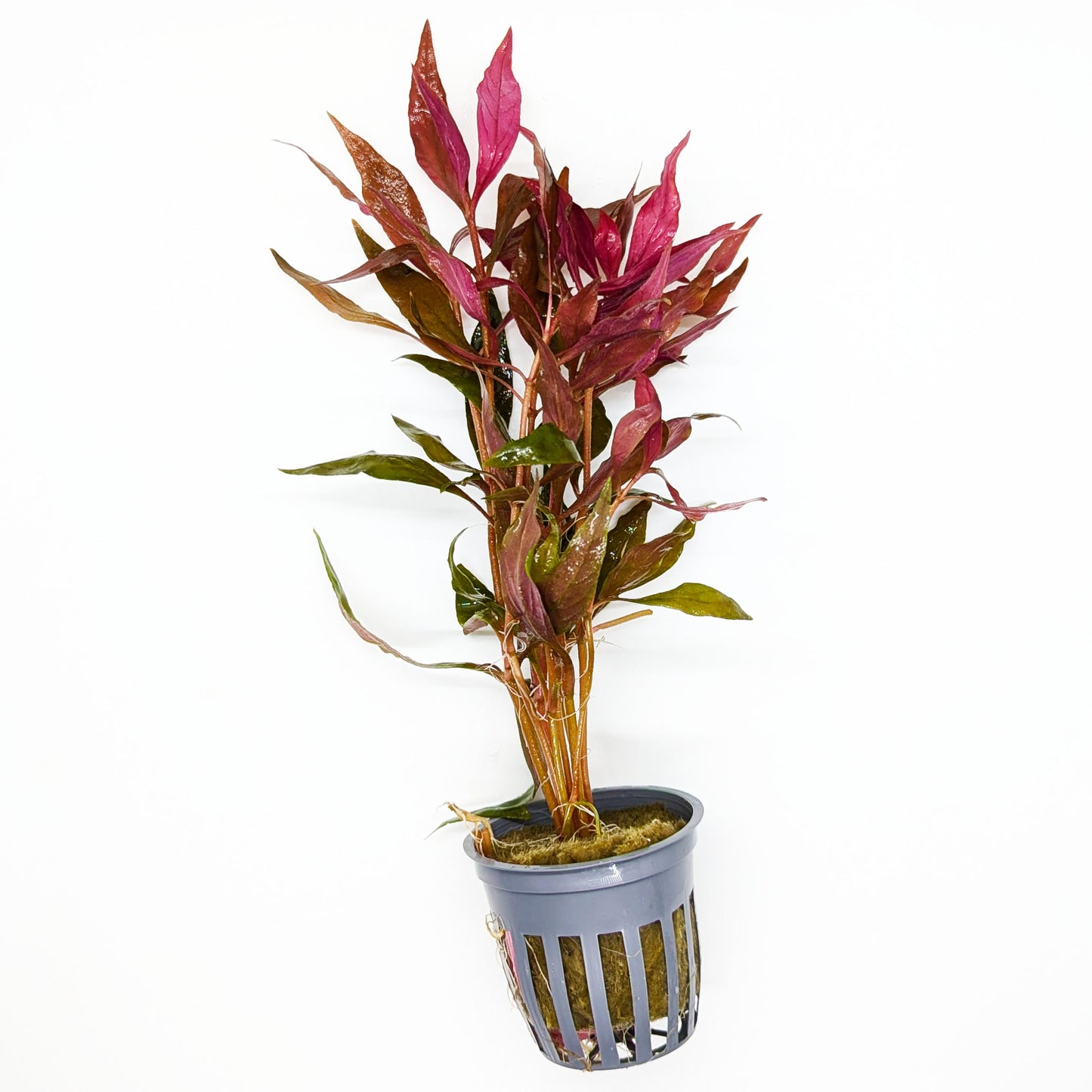 Crimson Current Plant Bundle