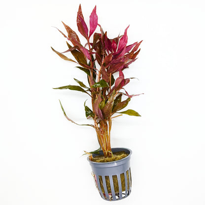 Crimson Current Plant Bundle
